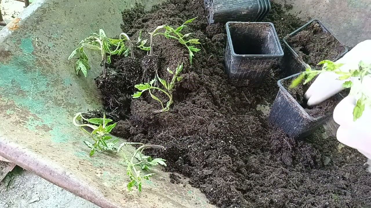TRASPLANTE DE TOMATERAS EN MACETA PARA SU PRÓXIMO TRASPLANTE🍅🍅🍅🌱🍅🌱