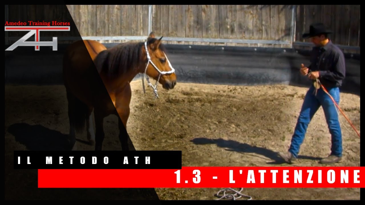 I.03 - L'attenzione