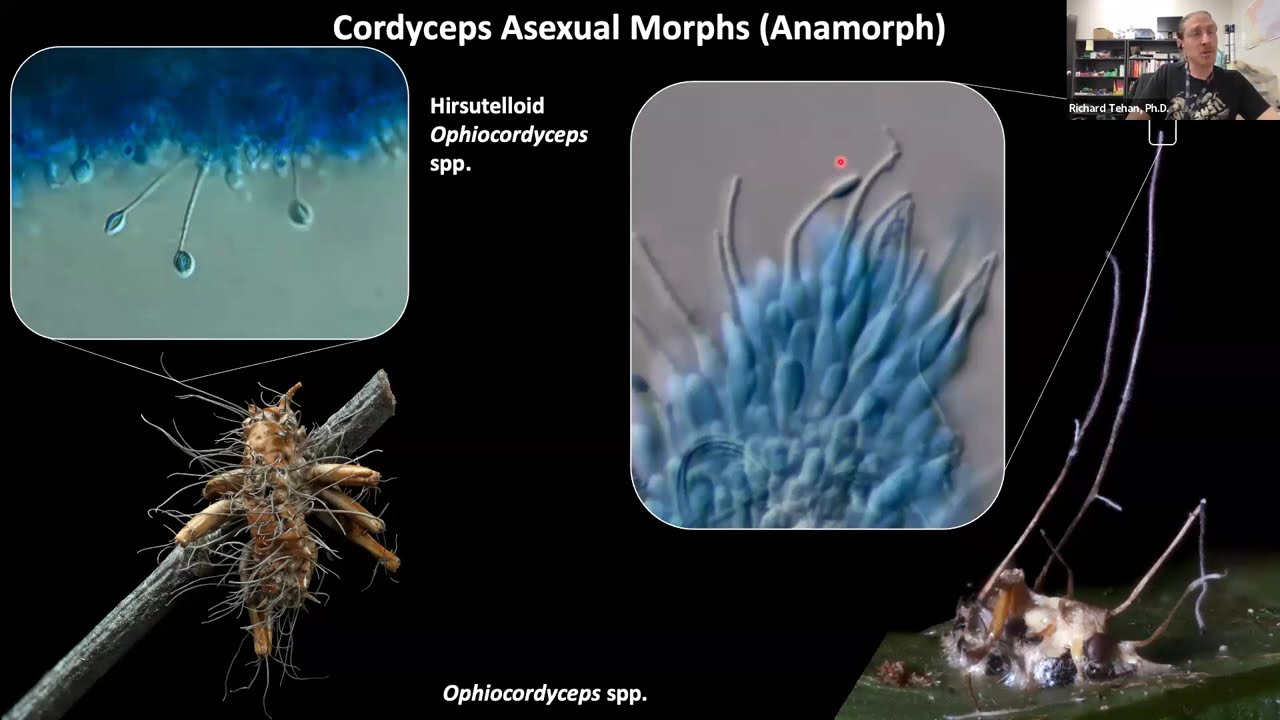 Cordyceps of North America by Richard Tehan