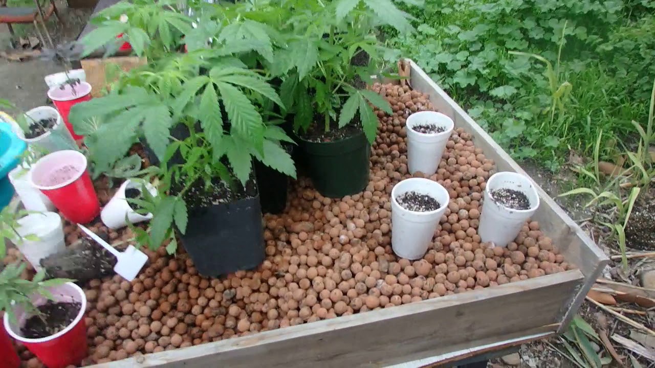 2 & 3 Part soil Mix   Sunshine # 4  patiop plus  hydroton