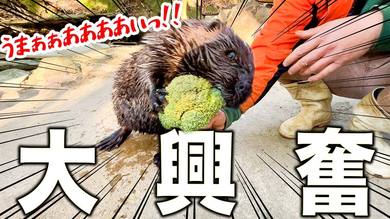 ブロッコリーに大興奮するビーバーの一部始終が可愛すぎたので記録しました。