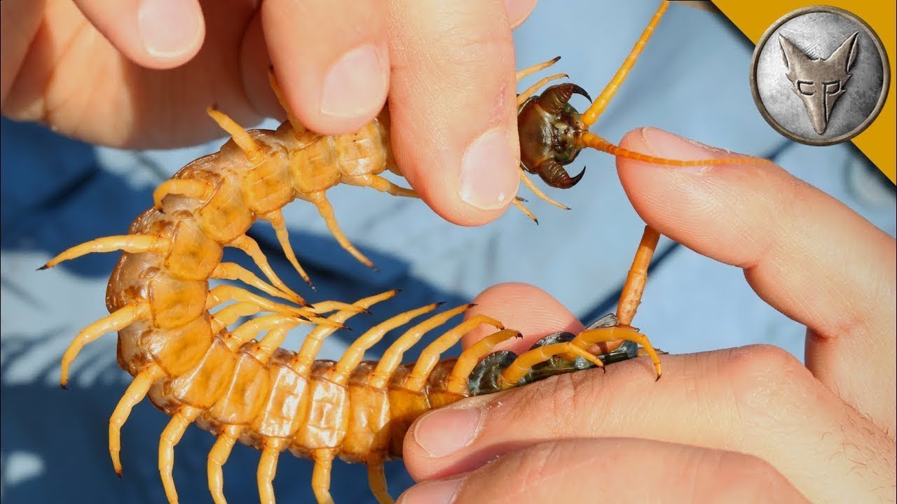 A MORDIDA MAIS TERRÍVEL de uma CENTOPEIA GIGANTE DO DESERTO! | Brave Wilderness Português