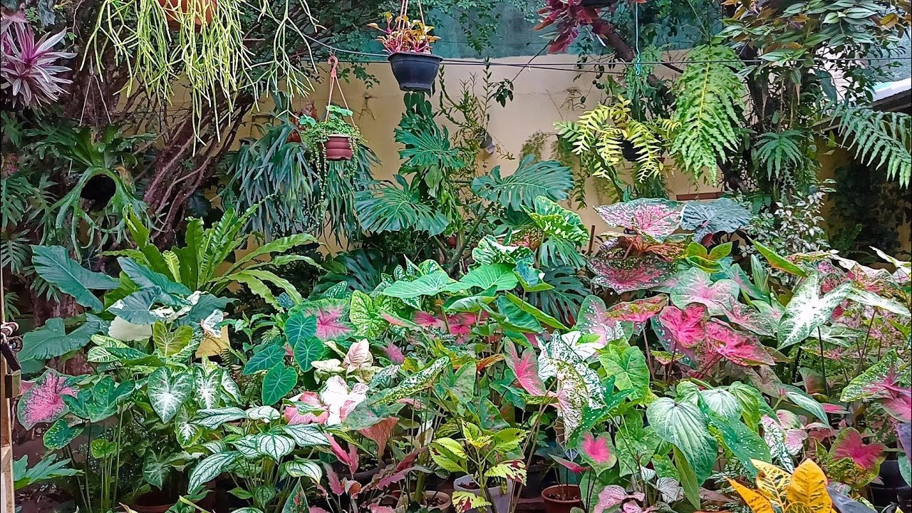 Mostrando A Minha Florestinha Depois Da Chuva
