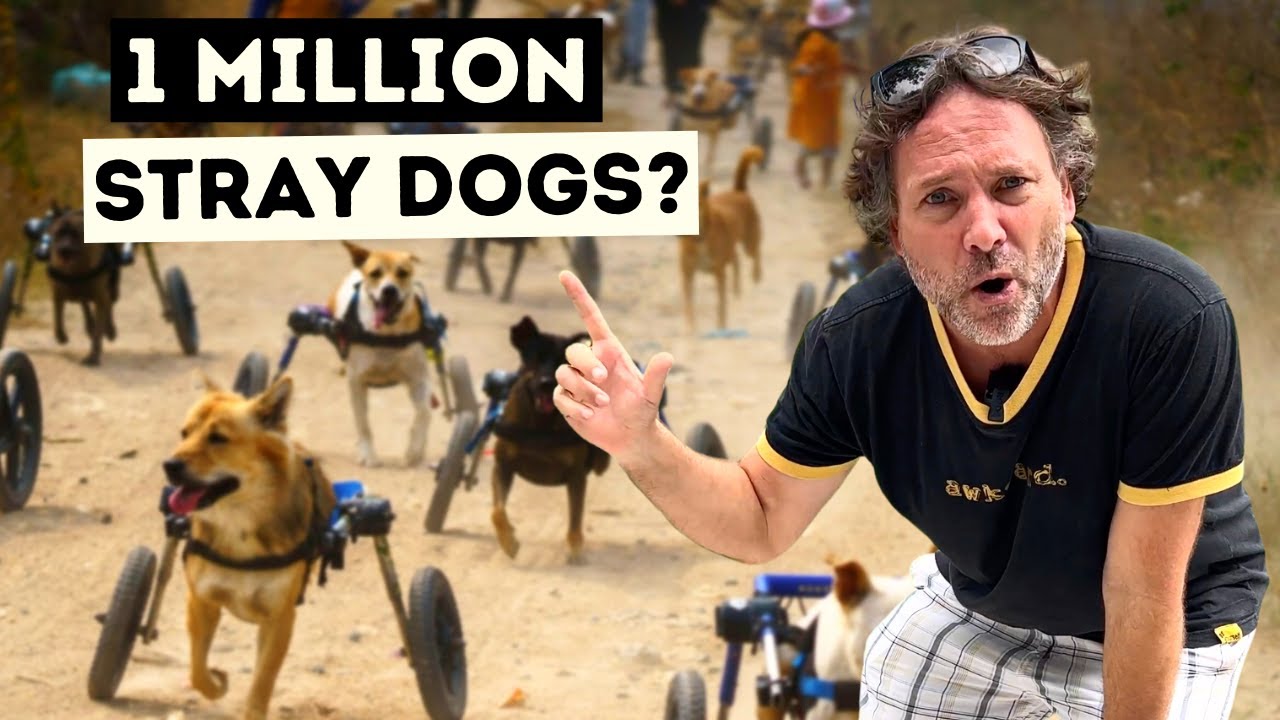 Проблема бродячих собак в Таиланде (документальный фильм «Заплати другому»)