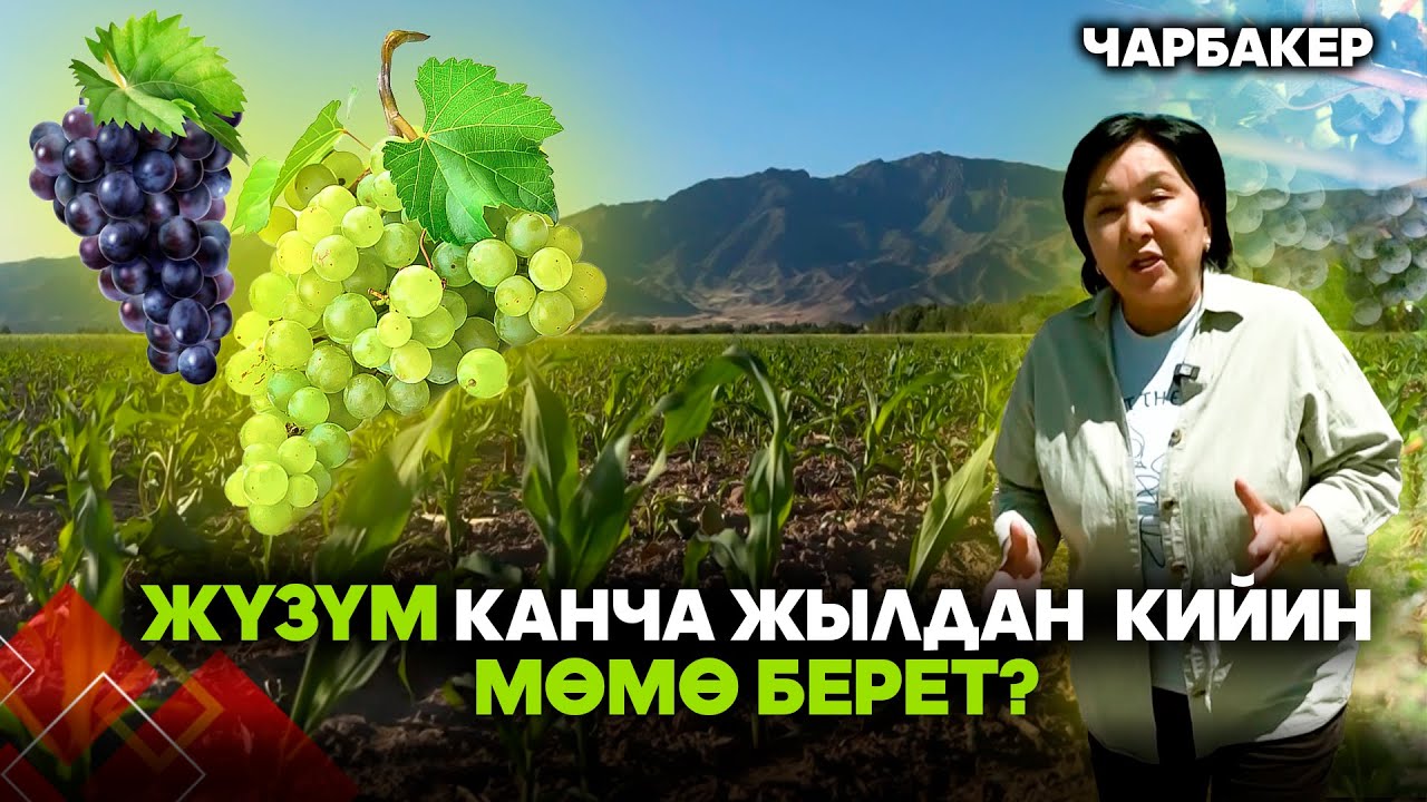 Жүзүм кандай шартта жакшы өсөт? // ЧАРБАКЕР