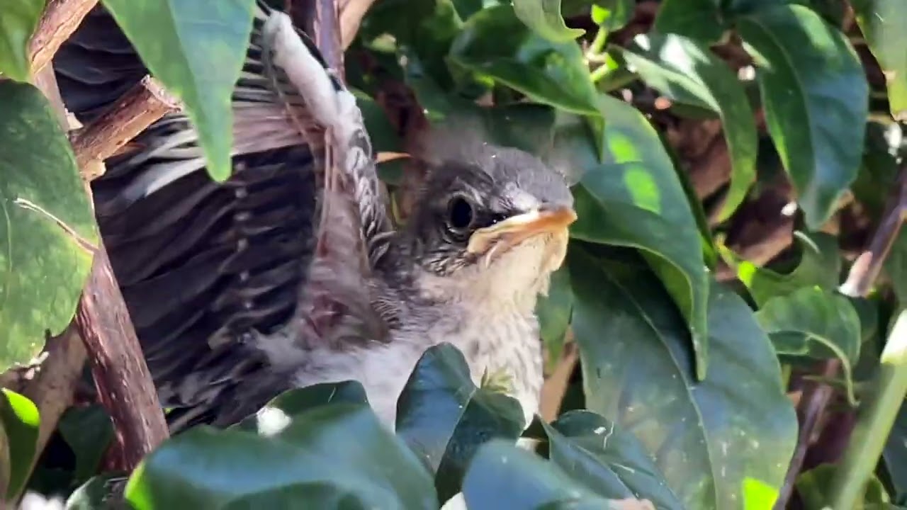 Mockingbird chicks first flight