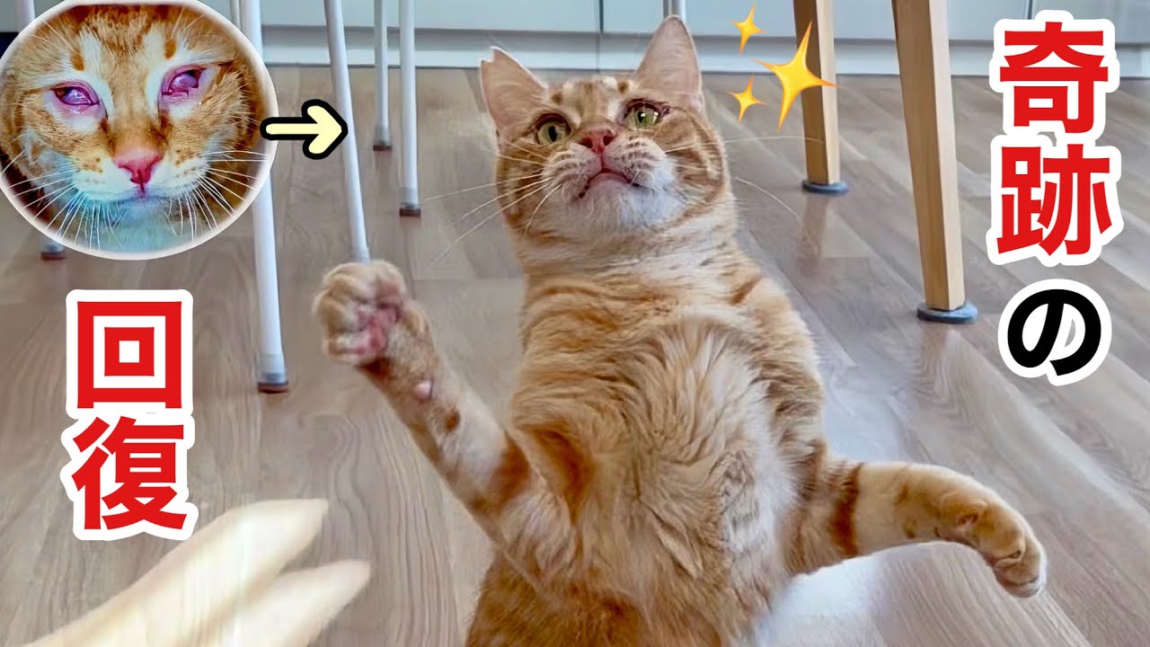 FIP闘病の猫､絶望した日から...ここまで回復しました✨