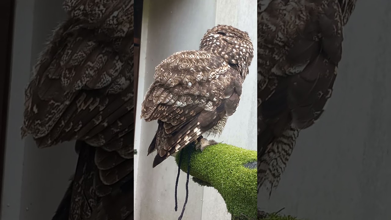 AFRICAN SPOTTED EAGLE OWL