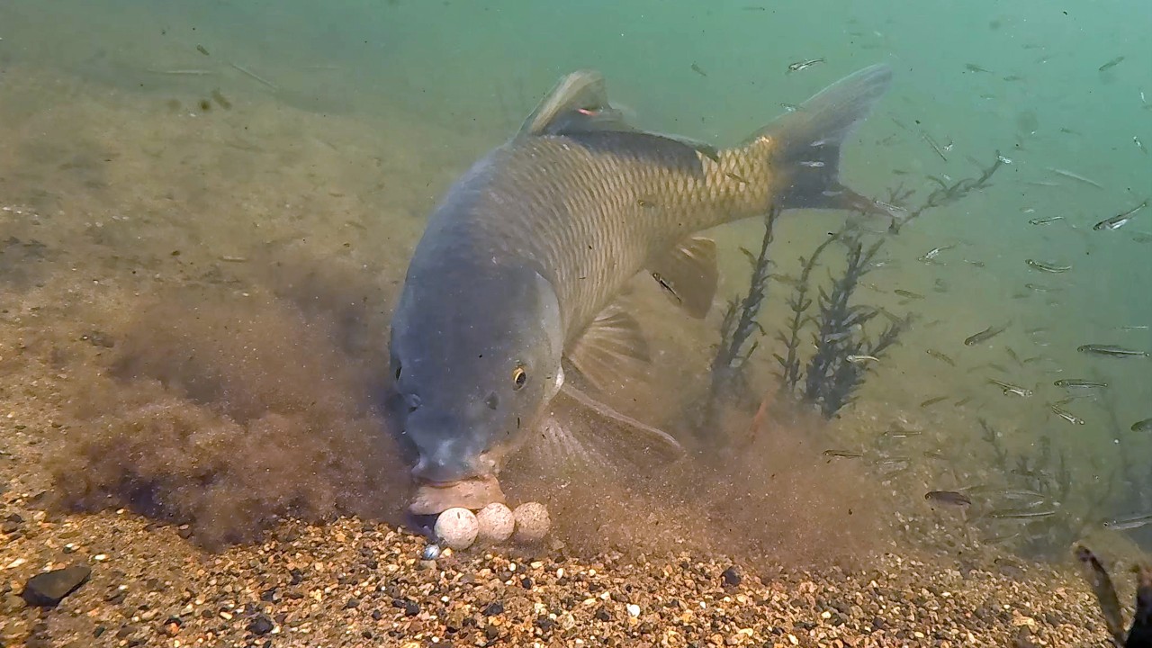 Carp Can’t Resist This 4-Boilie Rig (Underwater Footage)