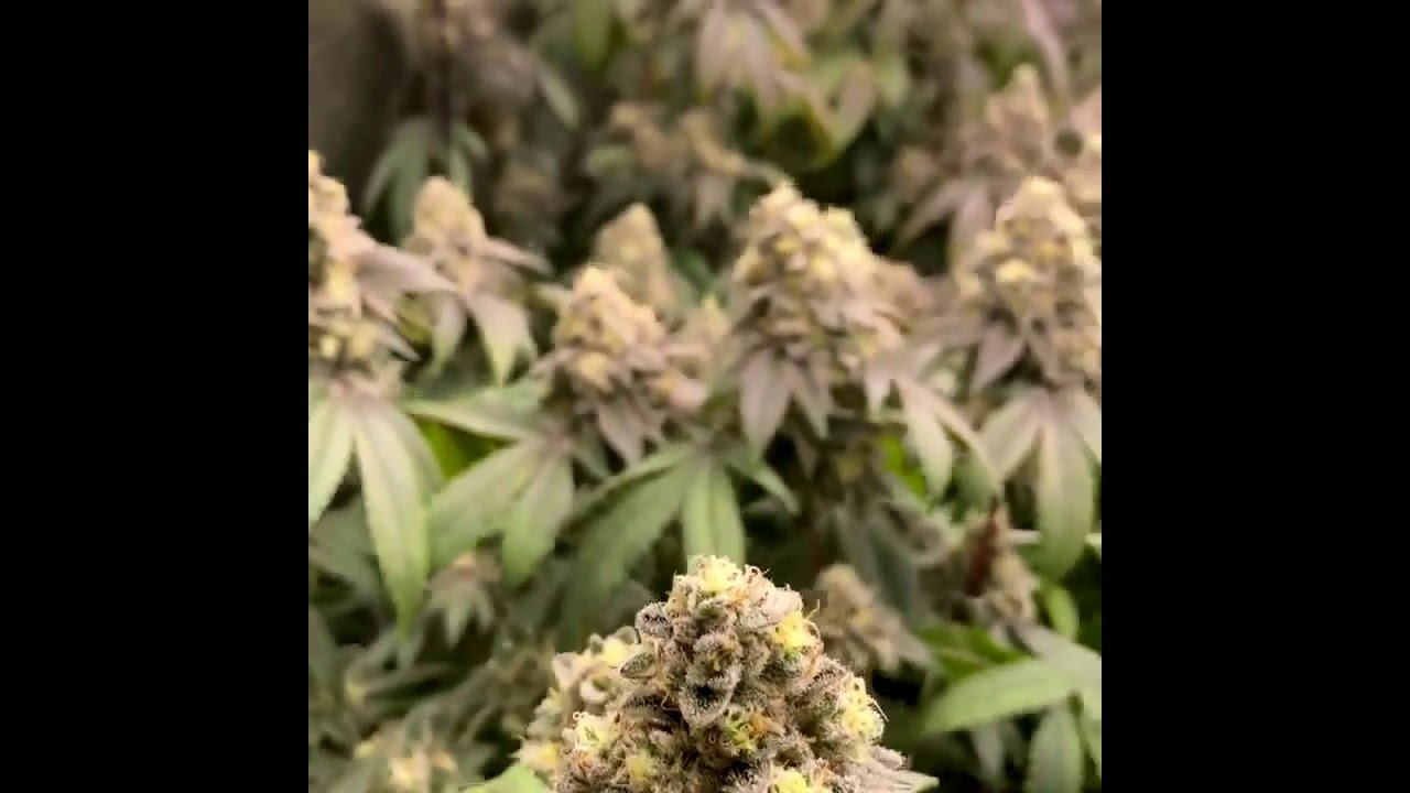 Grown under SunPlix LED grow light #G3
