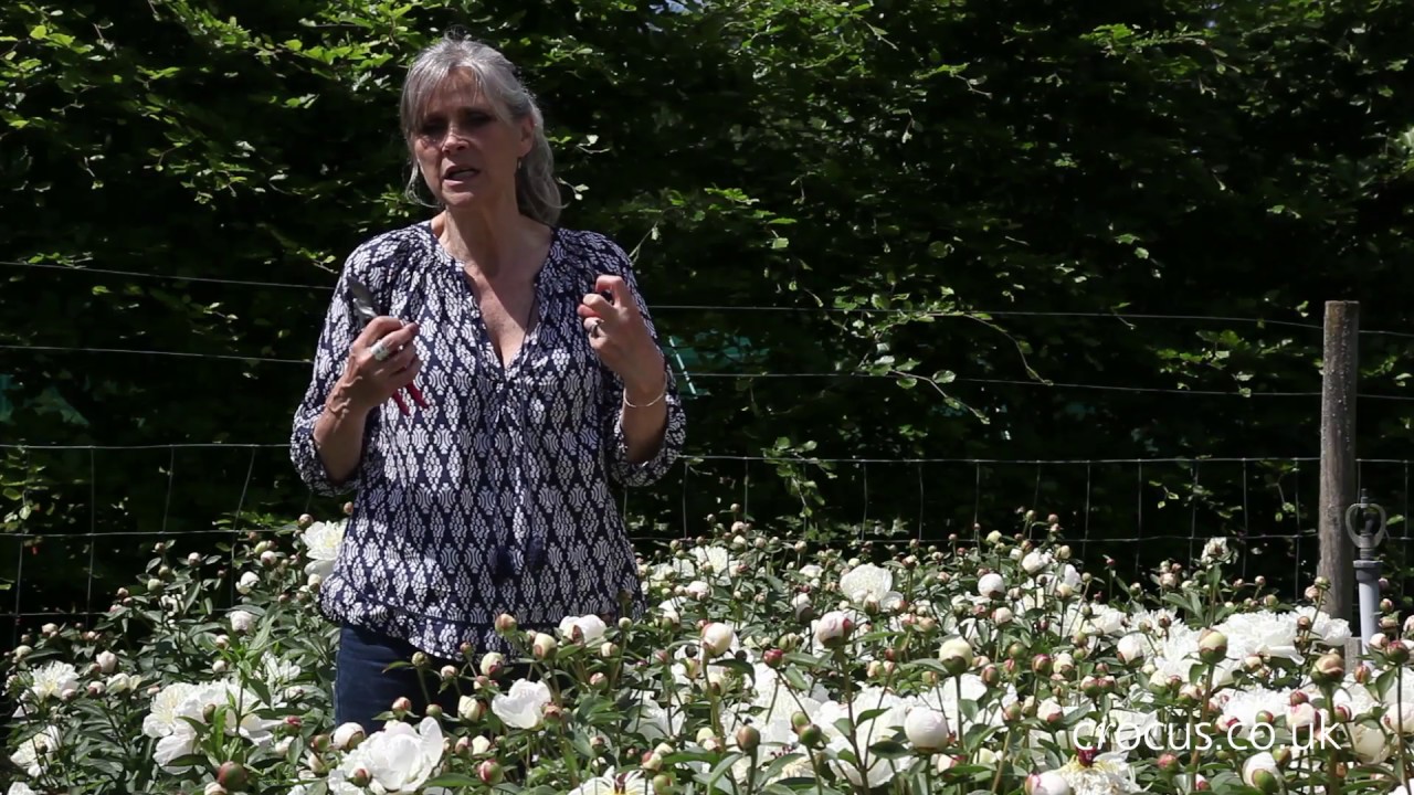 Cutting Peonies For The Vase