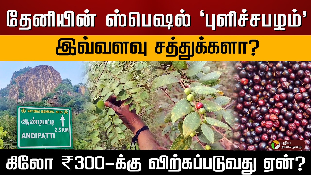 மருத்துவக் குணங்கள் நிறைந்த 'சூரப்பழம்'.. மலைக்காடுகளில் தேடிச் சென்று பறிக்கும் பொதுமக்கள்.