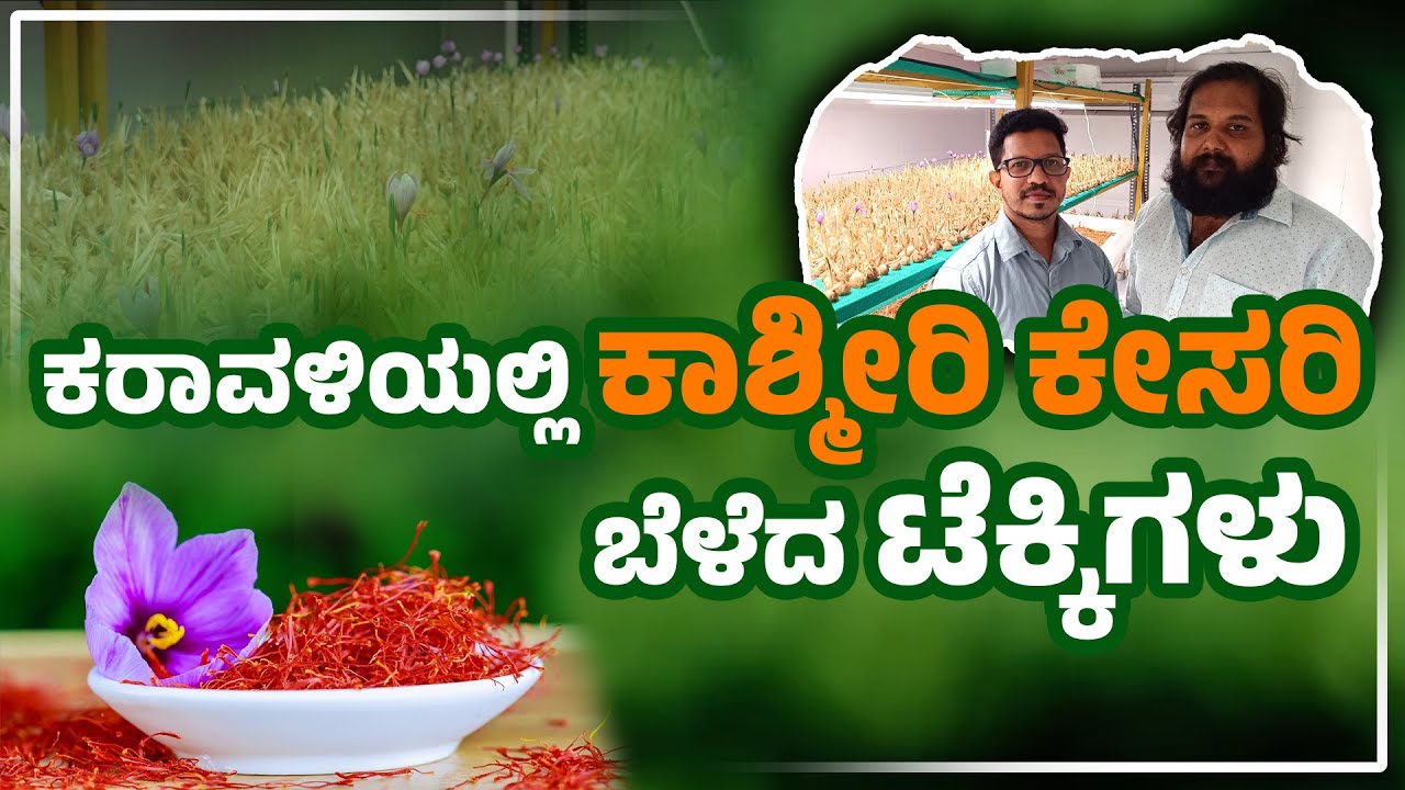 ಕರಾವಳಿಯಲ್ಲಿ ಕಾಶ್ಮೀರಿ ಕೇಸರಿ ಬೆಳೆದ ಟೆಕ್ಕಿಗಳು | Saffron Cultivation in Udupi | Udayavani