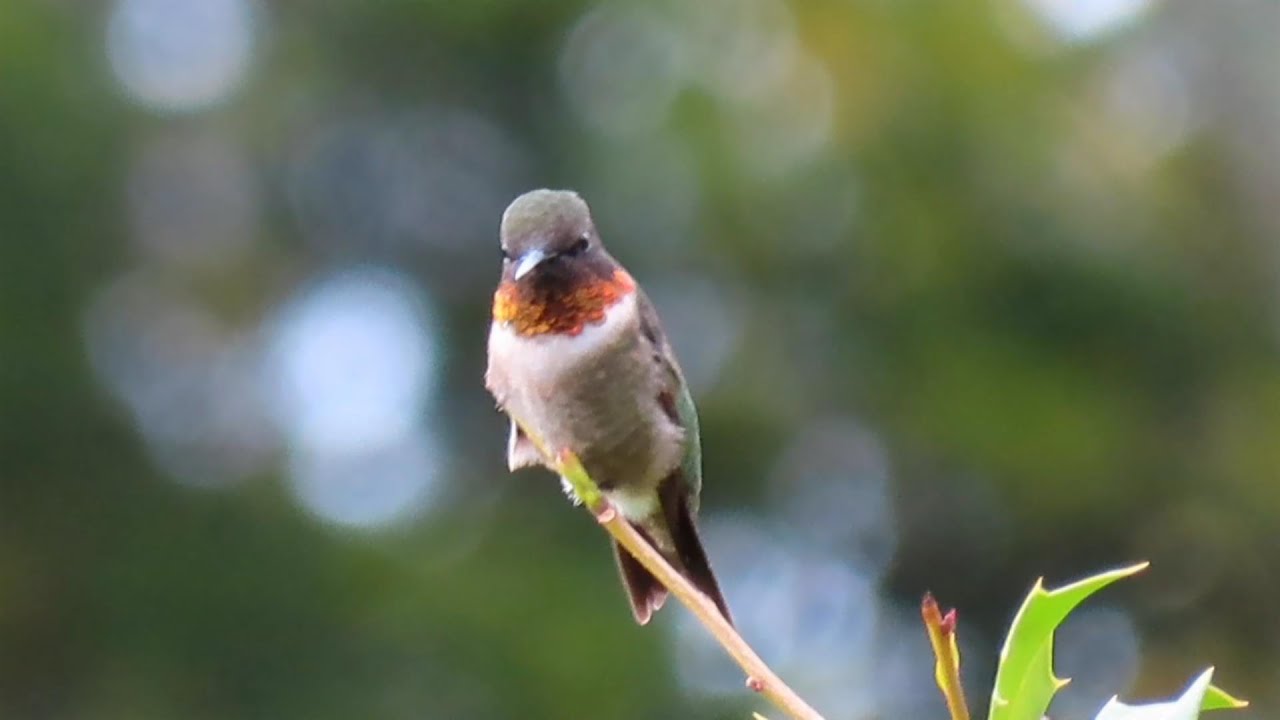 Philippians 4 : 8 - 9 __ Blessed Day Of Hummingbirds