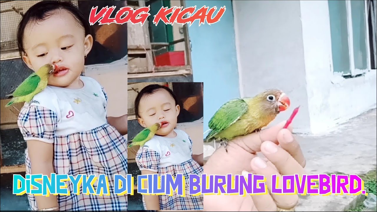 Vlog kicau Bareng DISNEYKA #yutuberpemula @ADMOJO CHANNEL 08
