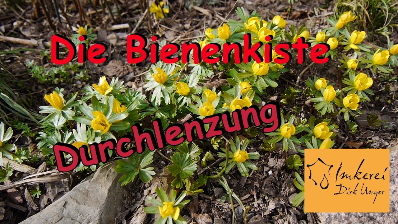 Die Bienenkiste -  Durchlenzung