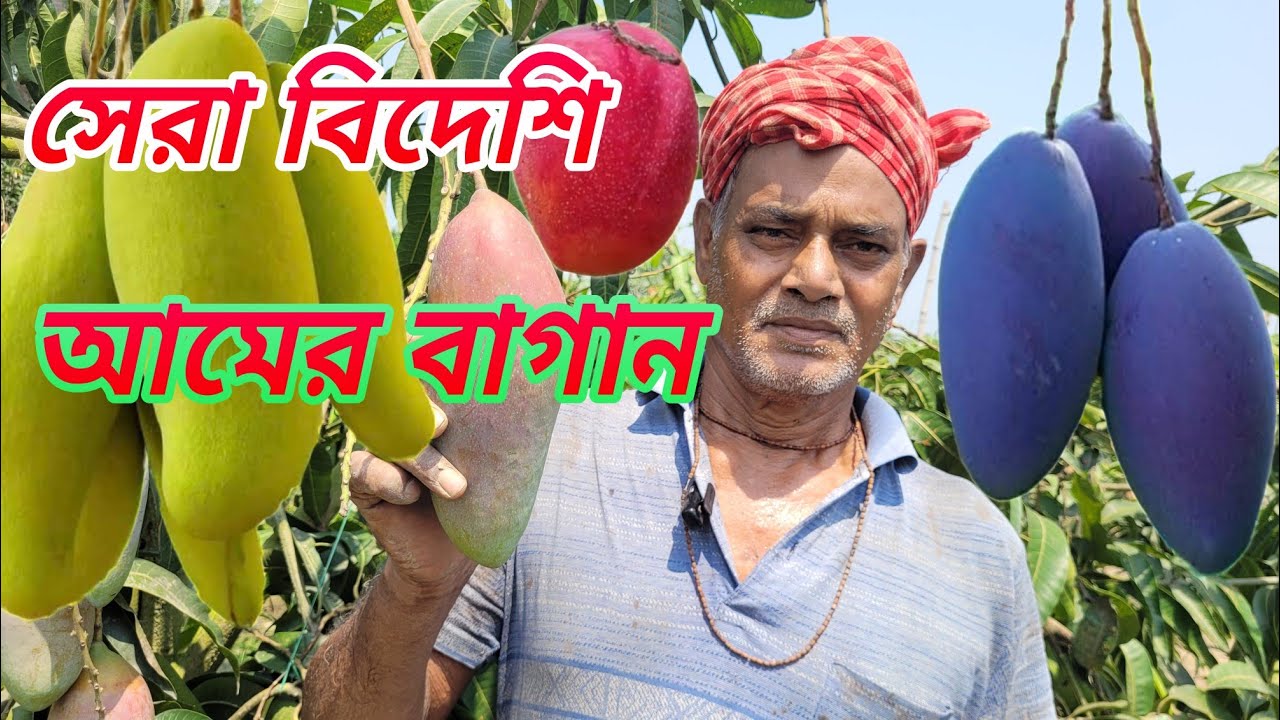 মন্টু ভূষণ দেবনাথ এর স্বপ্নের বিদেশি আম বাগান। mango plant nursery