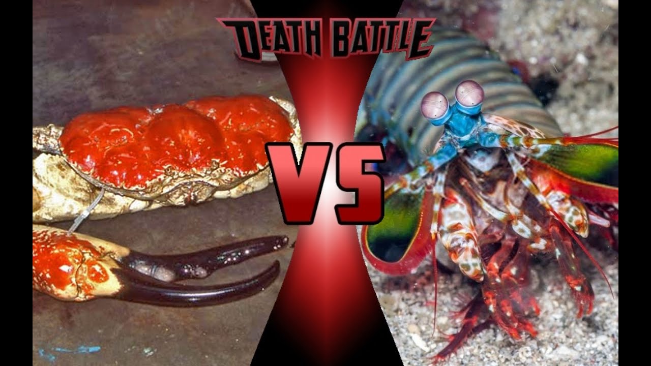 Lagosta Boxeadora vs Caranguejo Gigante Da Tasmânia.