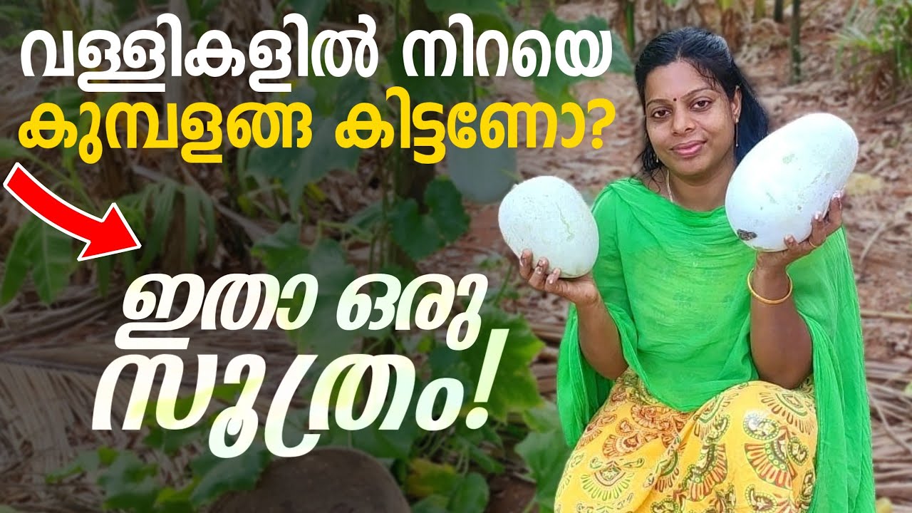 വള്ളികളിൽ നിറയെ കുമ്പളങ്ങ കിട്ടണോ? | ഇതാ ഒരു സൂത്രം | Ash gourd Cultivation easy way ||