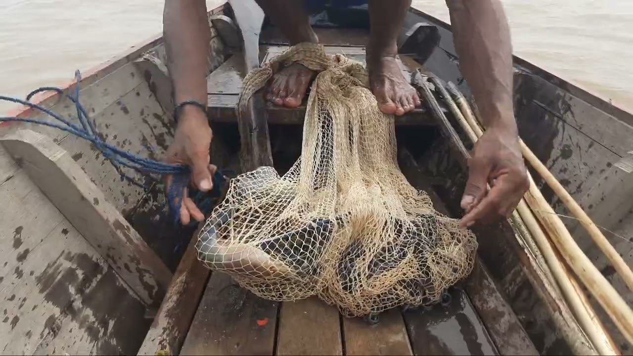 Eps.56 Menjala Udang Galah di Pinggir Laut || Nelayan Sungai Musi 07/05/2023