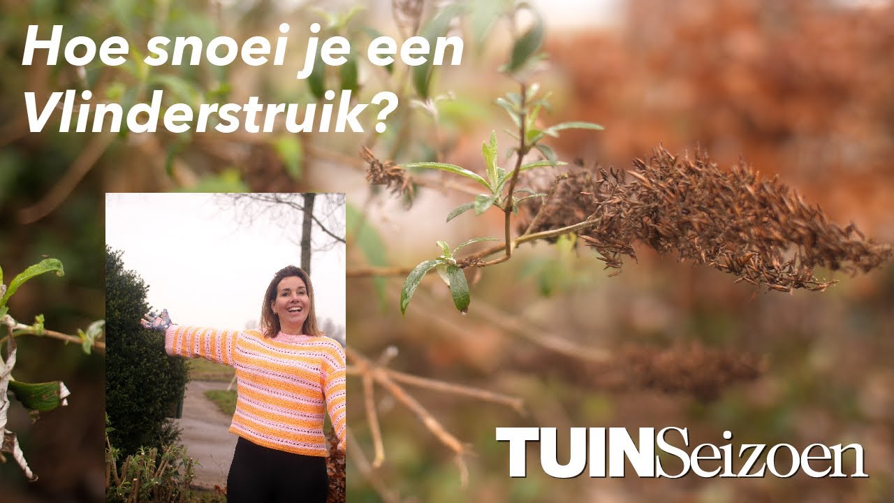 Hoe snoei je een vlinderstruik?