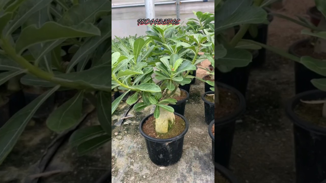 Multigrafting Adenium plant sale online #shorts #youtubeshorts #viral #adenium