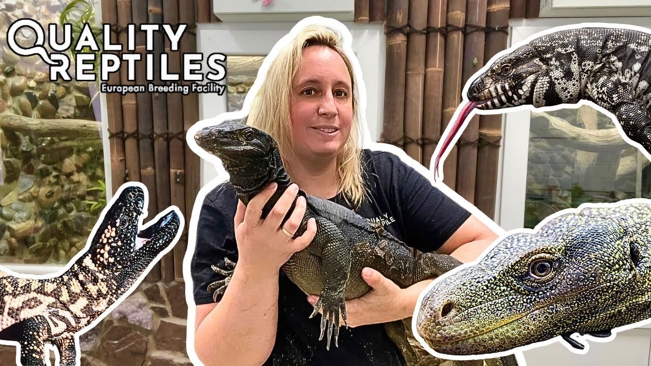 Zijn dit Hagedissen of Draken? | Op bezoek bij Quality Reptiles!