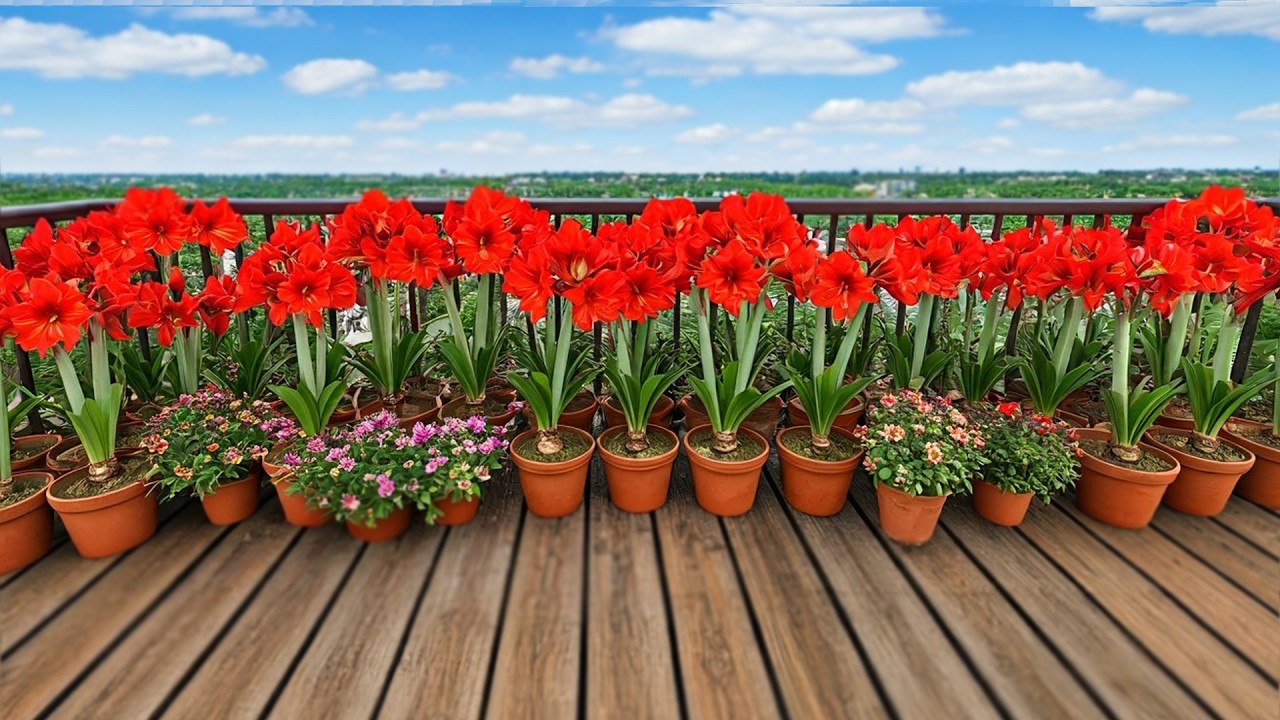 RED Amaryllis: How to Plant, Propagate & Rebloom Red Amaryllis Bulbs
