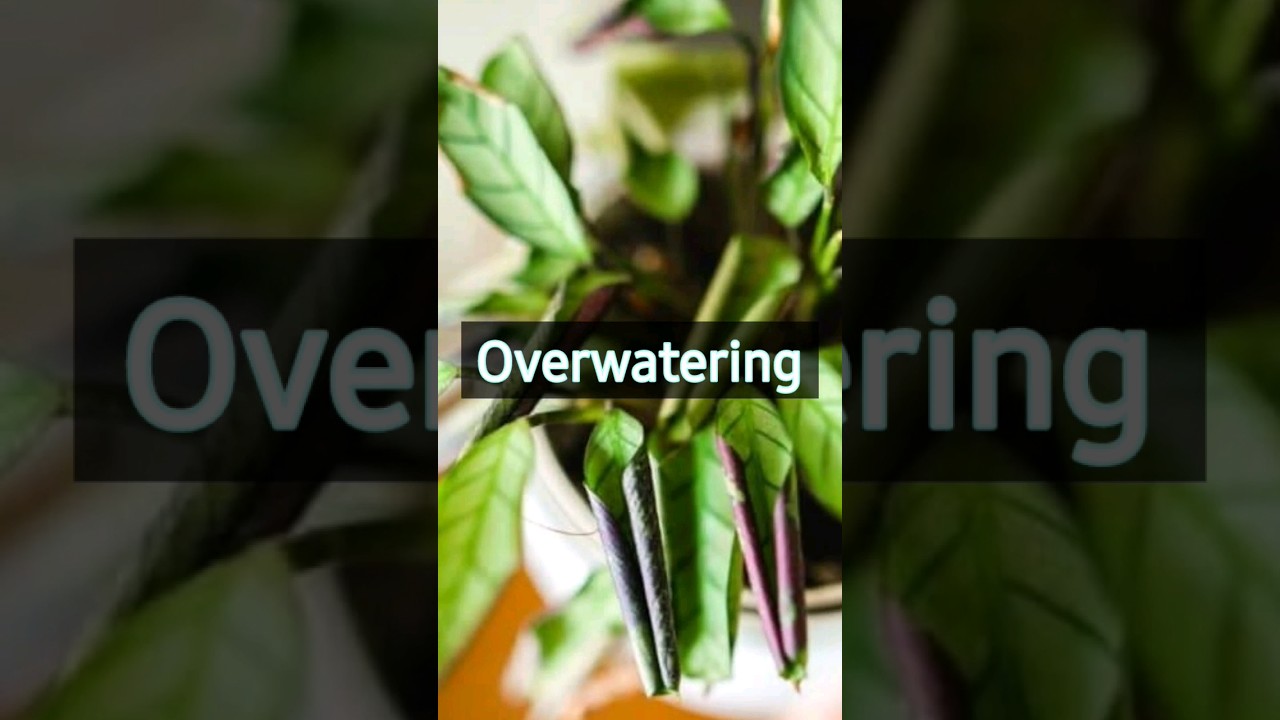 How to Correctly Water Calathea Plants