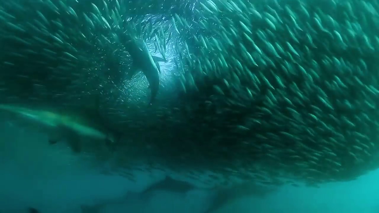Sardine Run 2010 HD