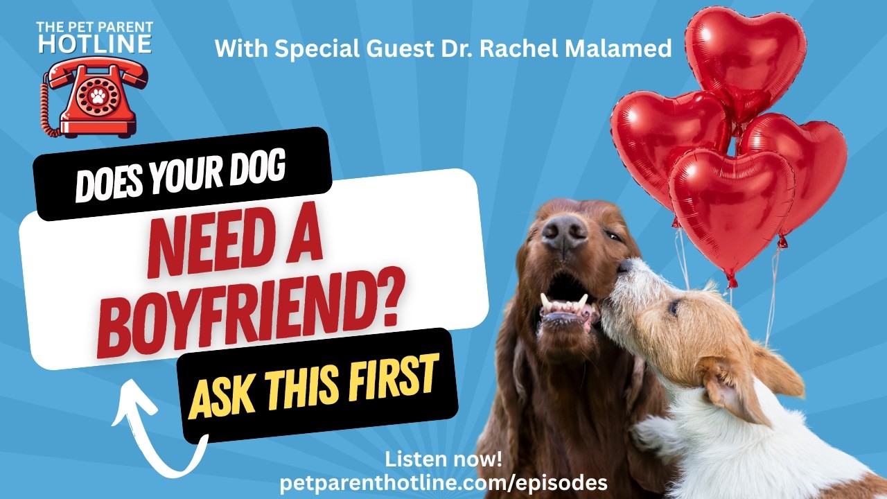 Should You Get a Dog for Your Dog?