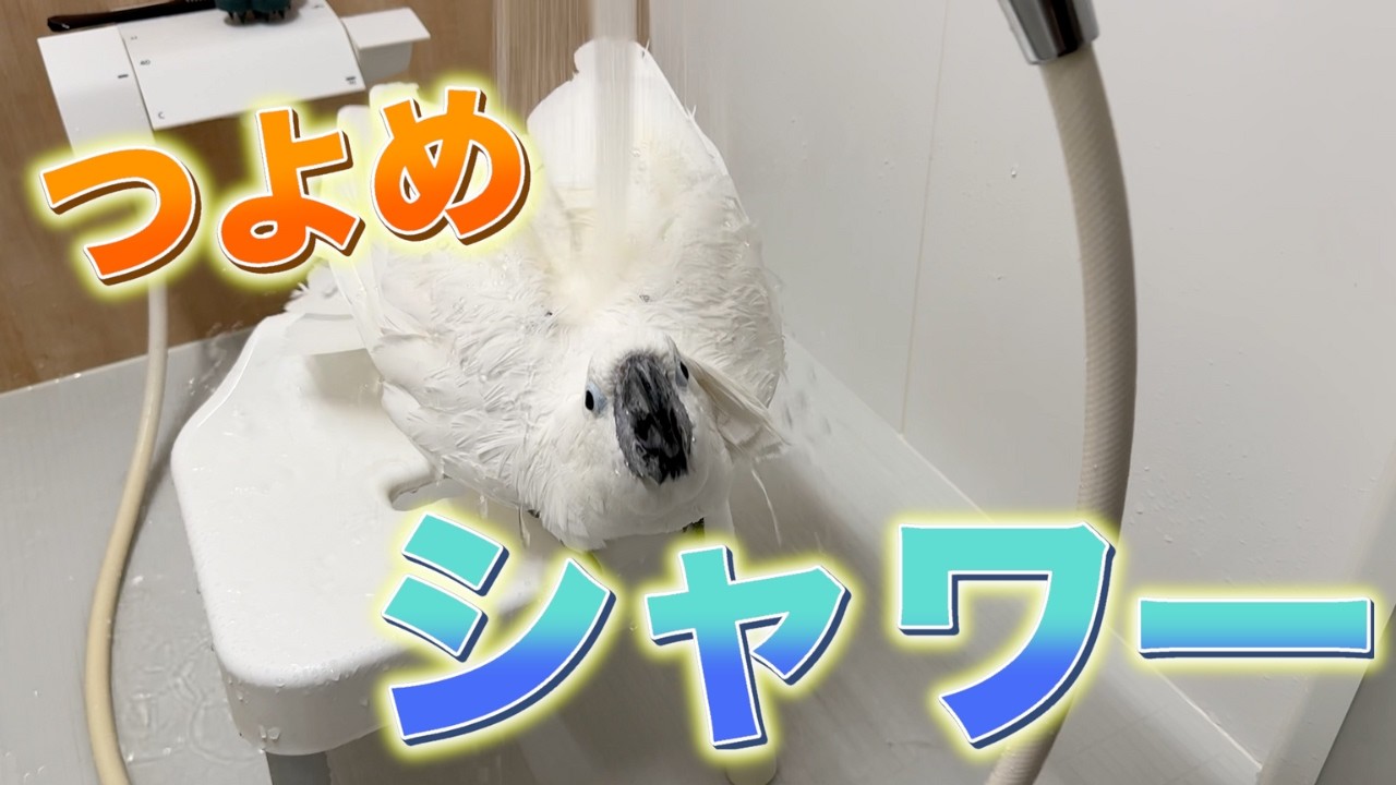 強めシャワーで高まるゆきまる氏