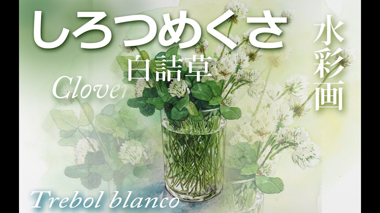 しろつめくさ 「白詰草」#クローバ＃trébolblanco＃Whiteclover