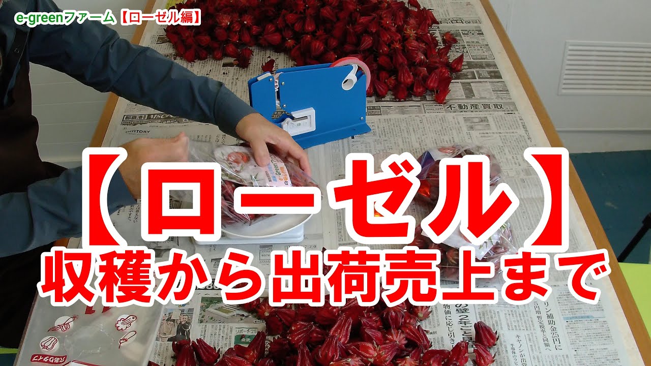 【ローゼル編】ファーマーズ(JA)にローゼル出荷。売上結果はどうなった？