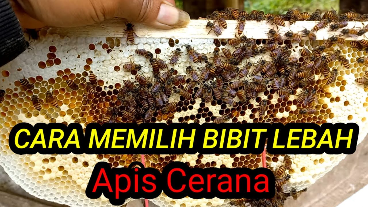 CARA MUDAH MEMILIH BIBIT LEBAH APIS CERANA YG BAGUS. #lebah #apiscerana #bee