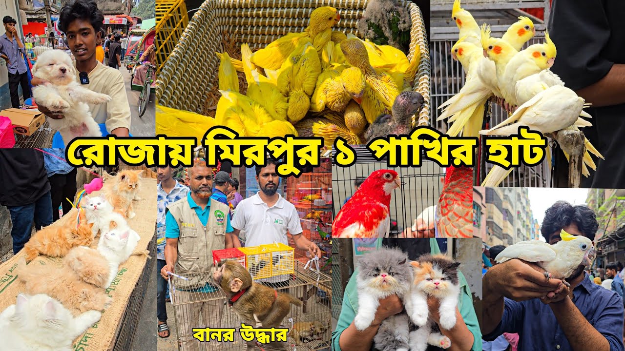 বানর উদ্ধার অভিযান বনবিভাগের | মিরপুর ১ পাখির হাট | Persian cat Macaw kakatua | Mirpur 1 pakhir haat