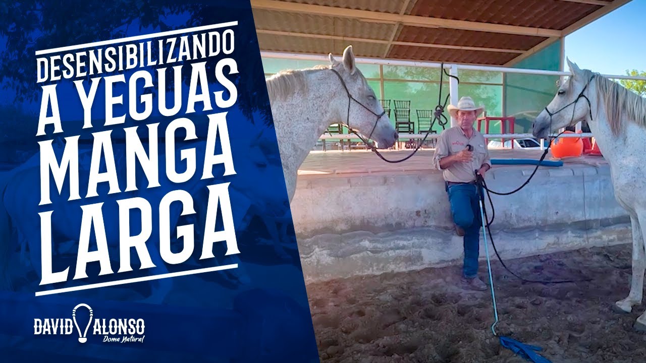 Desensibilizando a Yeguas Mangalarga