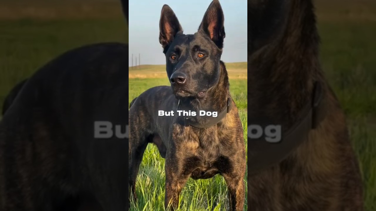 Dutch Shepherd: Built for Silent Missions