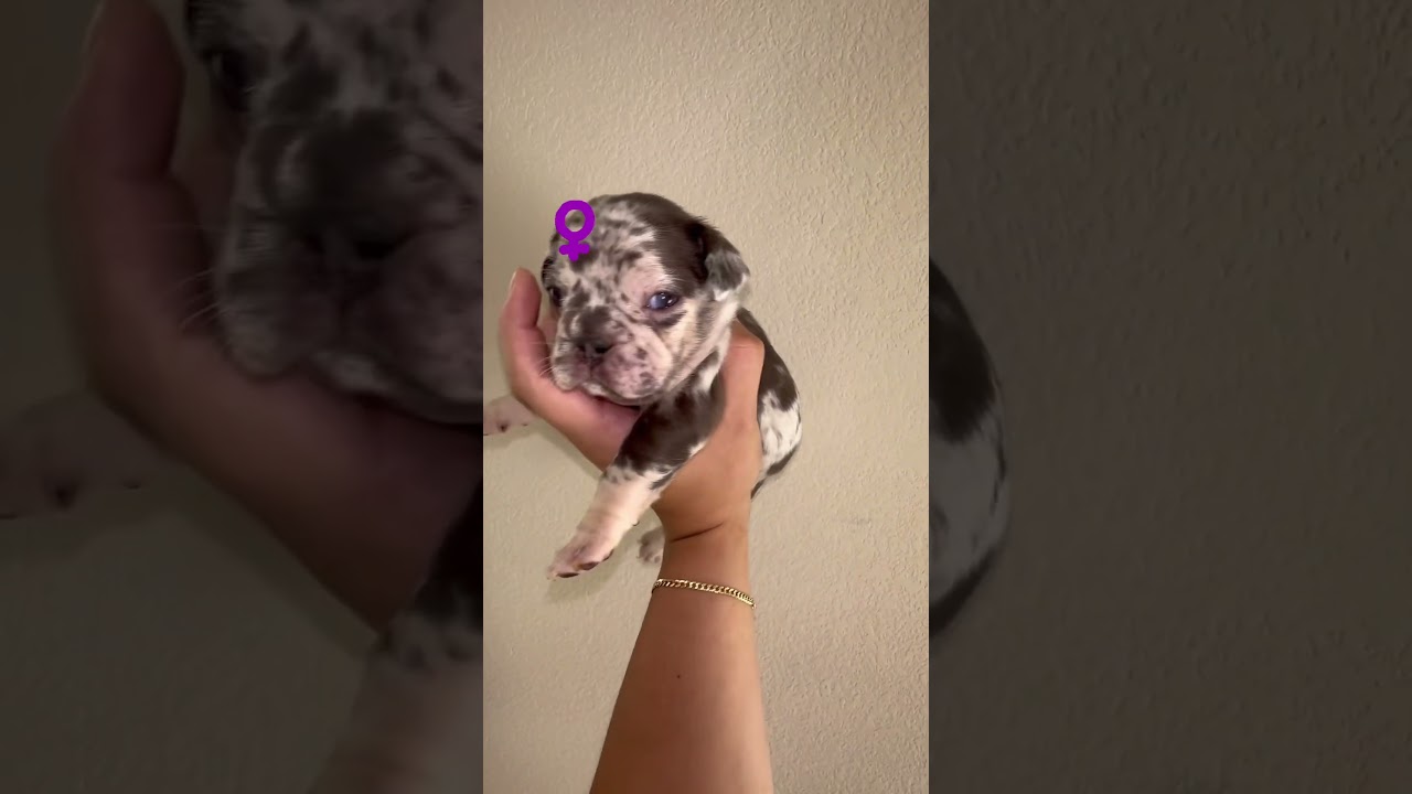 Female harlequins Merle #frenchbulldogpuppies #puppy #frenchbulldog