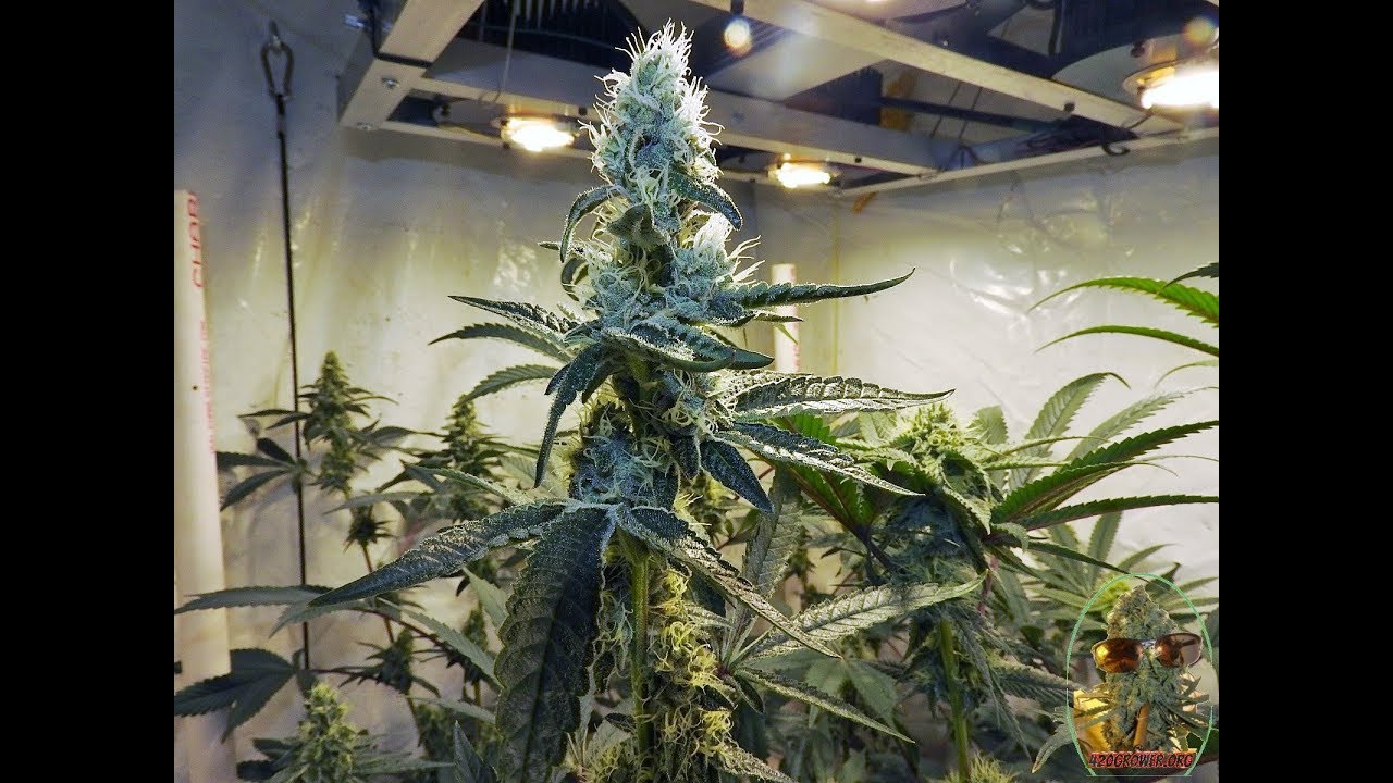 Oni Seed Co Tropicanna Cookies And Solfire Gardens Black Banana Cookies #9 Day 35