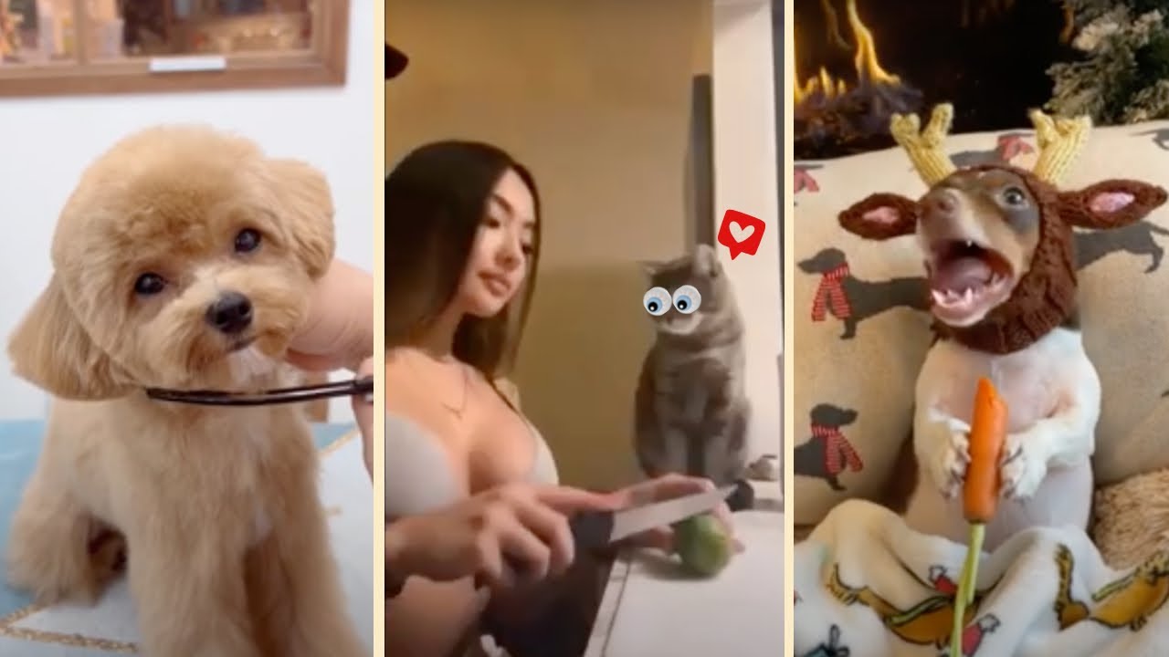 🥰 Cute and Funny 🤪 Cats, Dogs and other Animals🐵 | 😍 Try Not To Laugh 😄 🐾