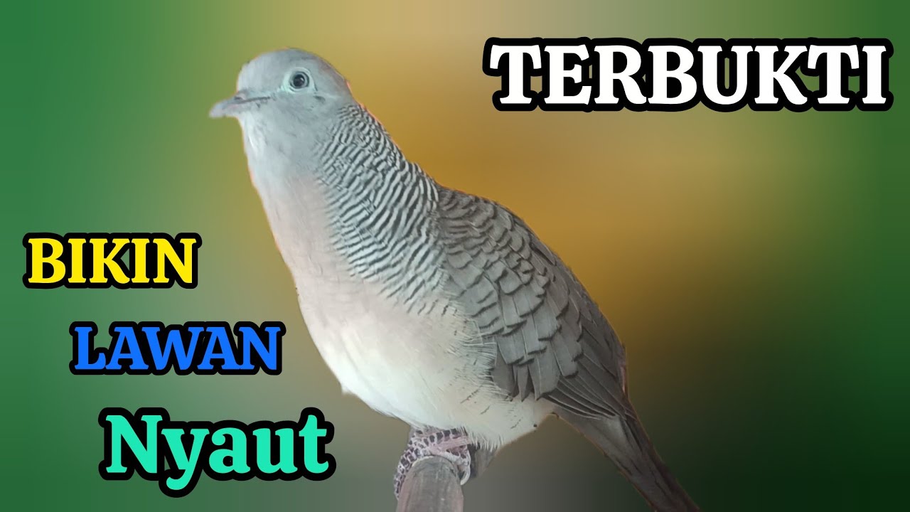 Perkutut Lokal Gacor Suara Besar Untuk Pancingan Burung Perkutut agar Cepat Bunyi