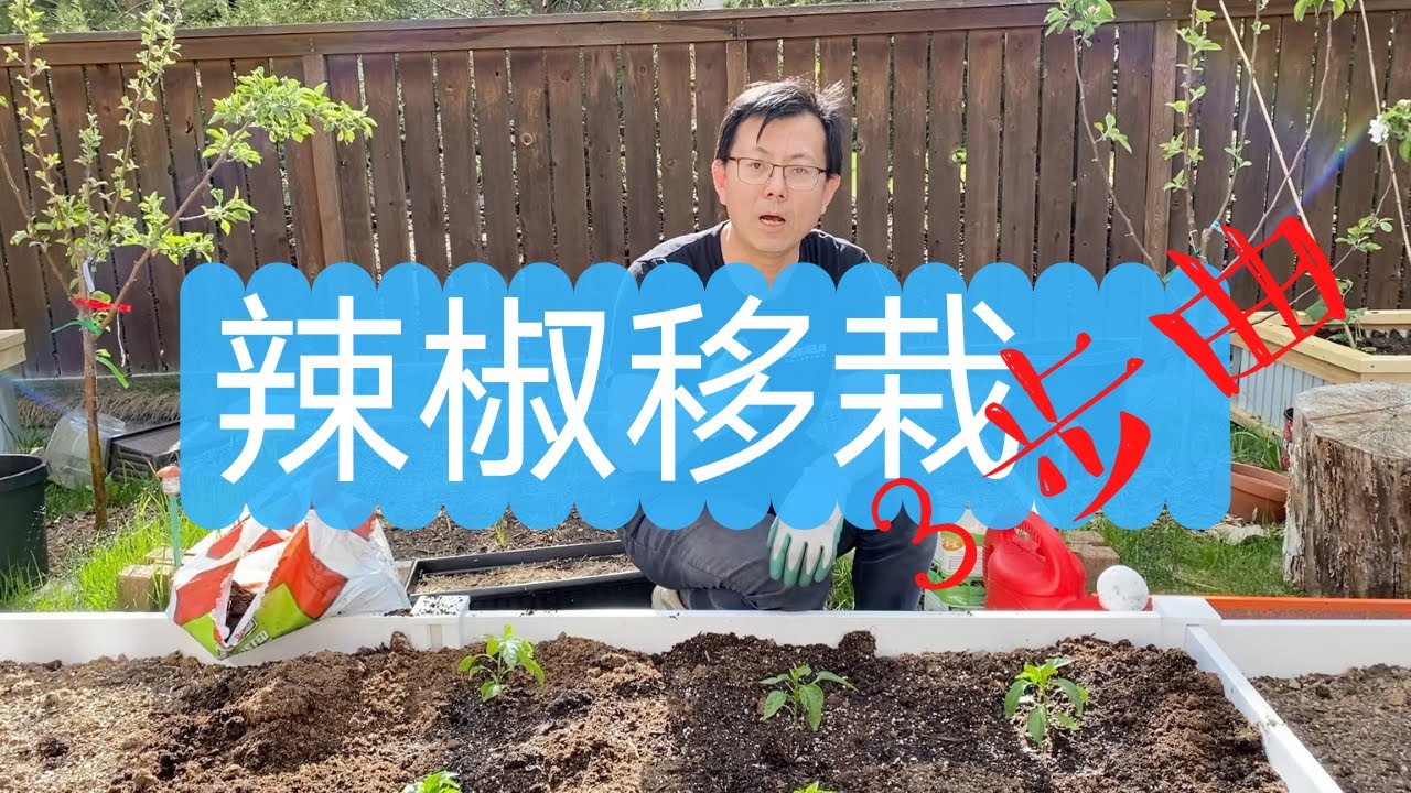 辣椒移栽3步曲：辣椒移栽到室外的条件，辣椒间距和传统的不同，科学种植，提高产量！