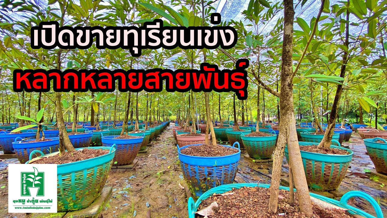 เปิดขายทุเรียนเข่ง หลากหลายสายพันธุ์ | ลุงหมูป้าตุ้ยพันธุ์ไม้