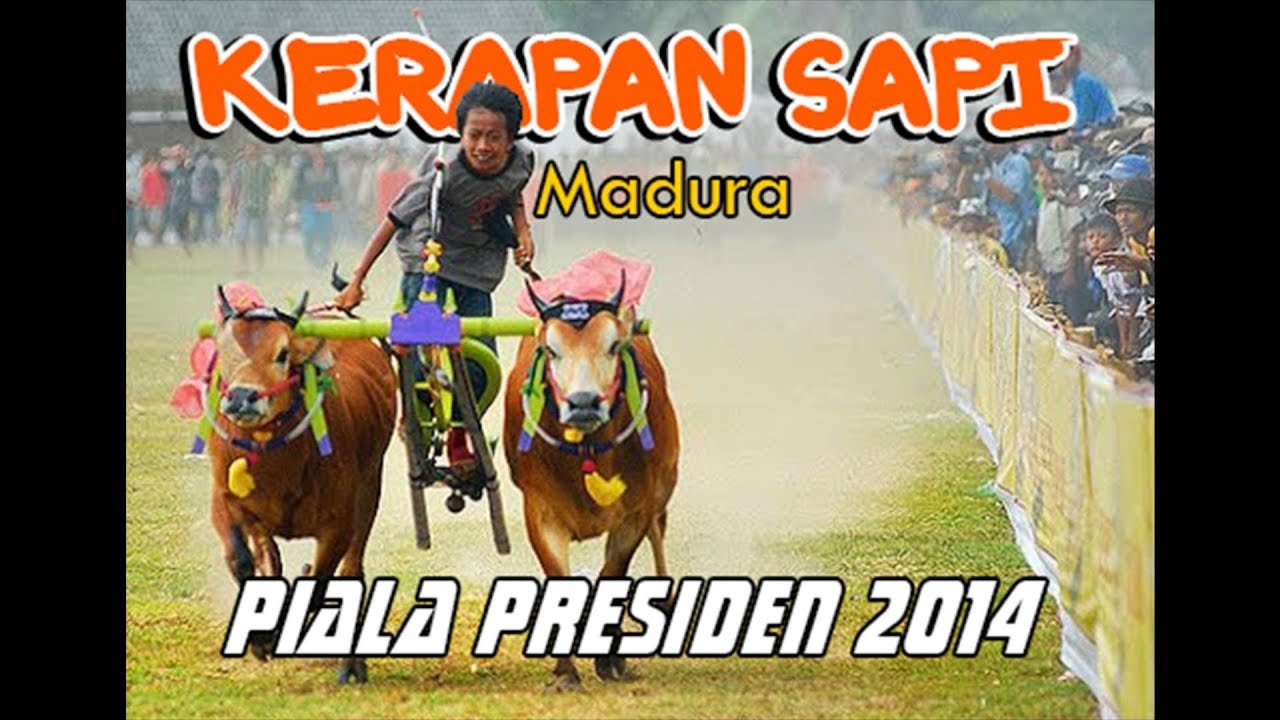 KERAPAN SAPI PIALA PRESIDEN 2014 Full Video