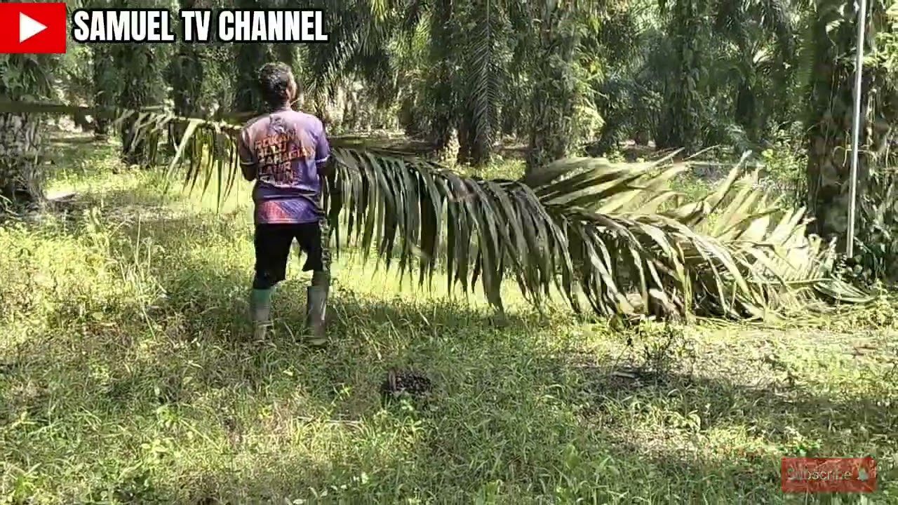 Manen buah kelapa sawit di daerah sungai Kuti ‼️‼️‼️‼️‼️
