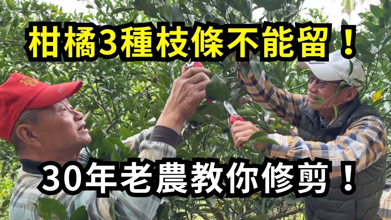 柑橘3種枝條一定要剪？30年經驗老農教你剪枝技巧，橘子產量多又大！柑橘果樹剪枝時間和方法分享| 阿星種植