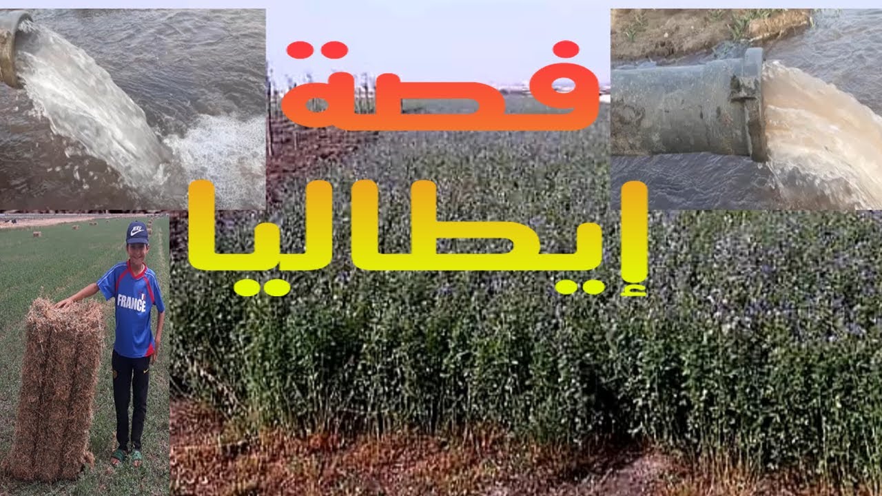 فصة إيطاليا