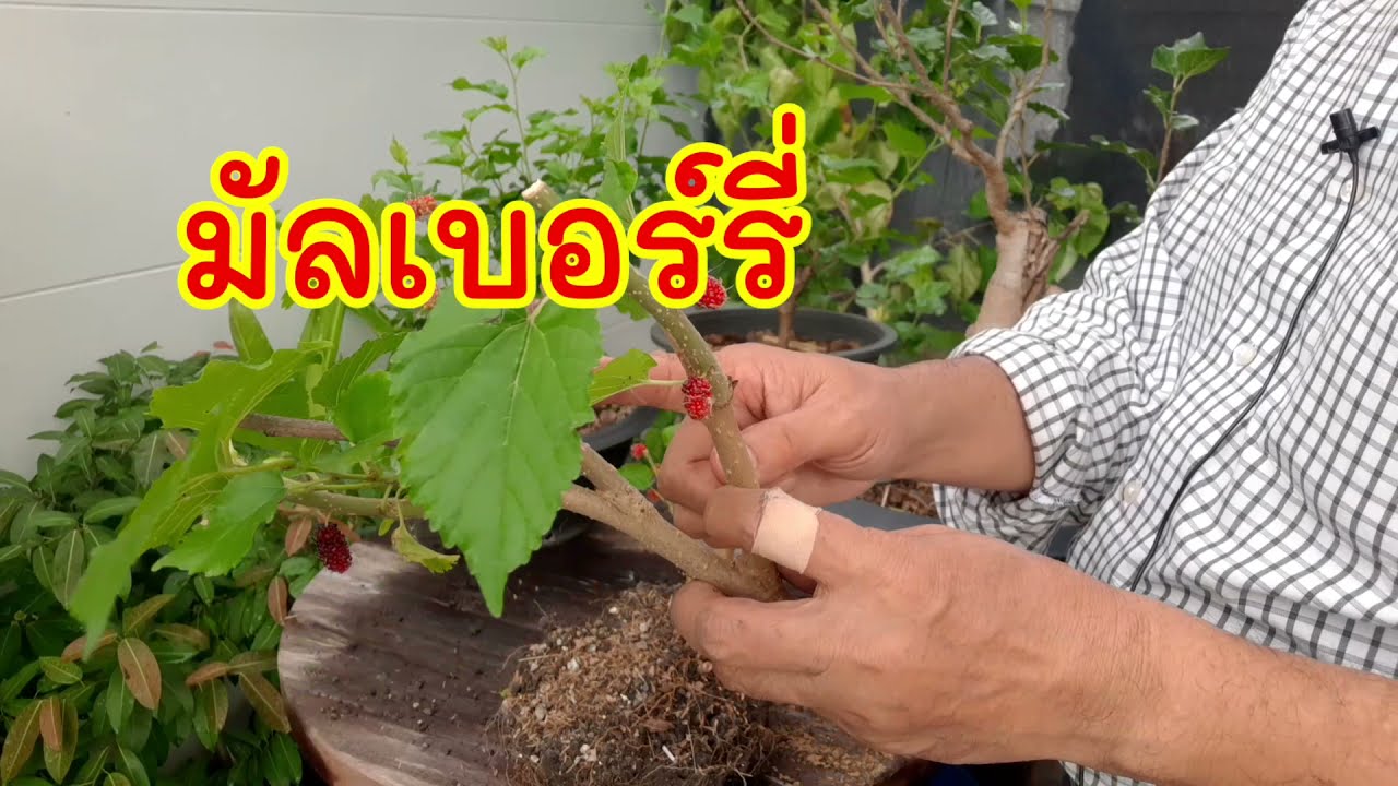 บอนไซมัลเบอร์รี่ ; อยากจะสร้างงานบอนไซแต่ไม่จบสักที แต่ถ้าใช้ไม้ชนิดนี้รับรองได้เชยชมด้วยฝีมือเราเอง