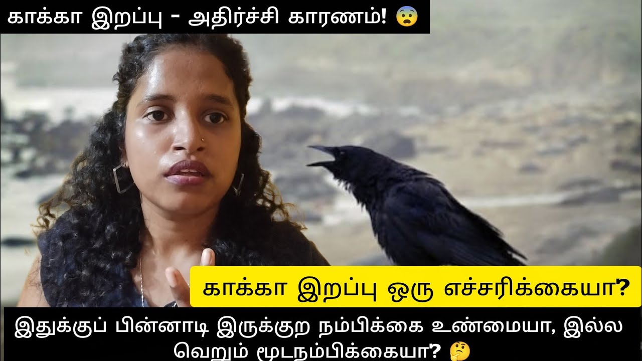 Crow Death Mystery: Myth, Fear & Reality 🐦&zwj;⬛ 🪾 /Chennai/Kanmani